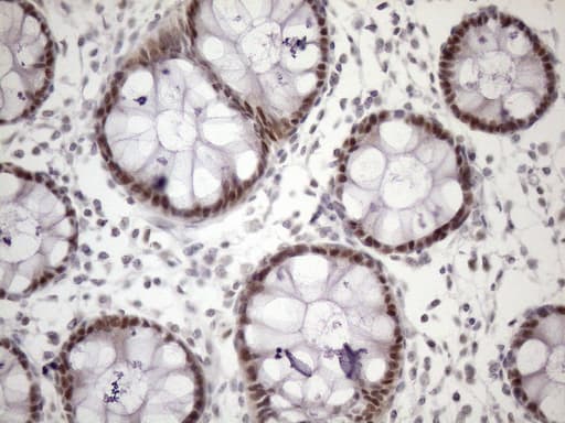 ZC3H8 Antibody (clone OTI4H5)