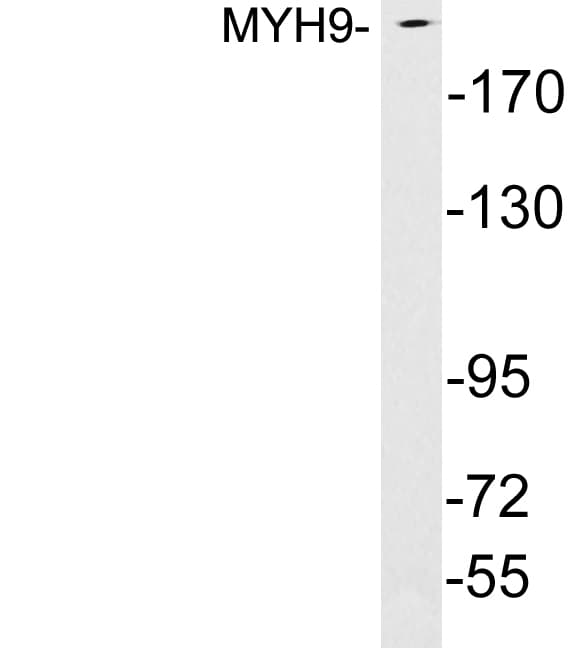 MYH9 Antibody (aa1782-1831)