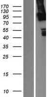 LRP3 Protein (Over-Expression Lysate Myc-DDK (Flag))
