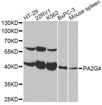 Polyclonal Rabbit anti-Human PA2G4 / EBP1 Antibody (IF, WB)