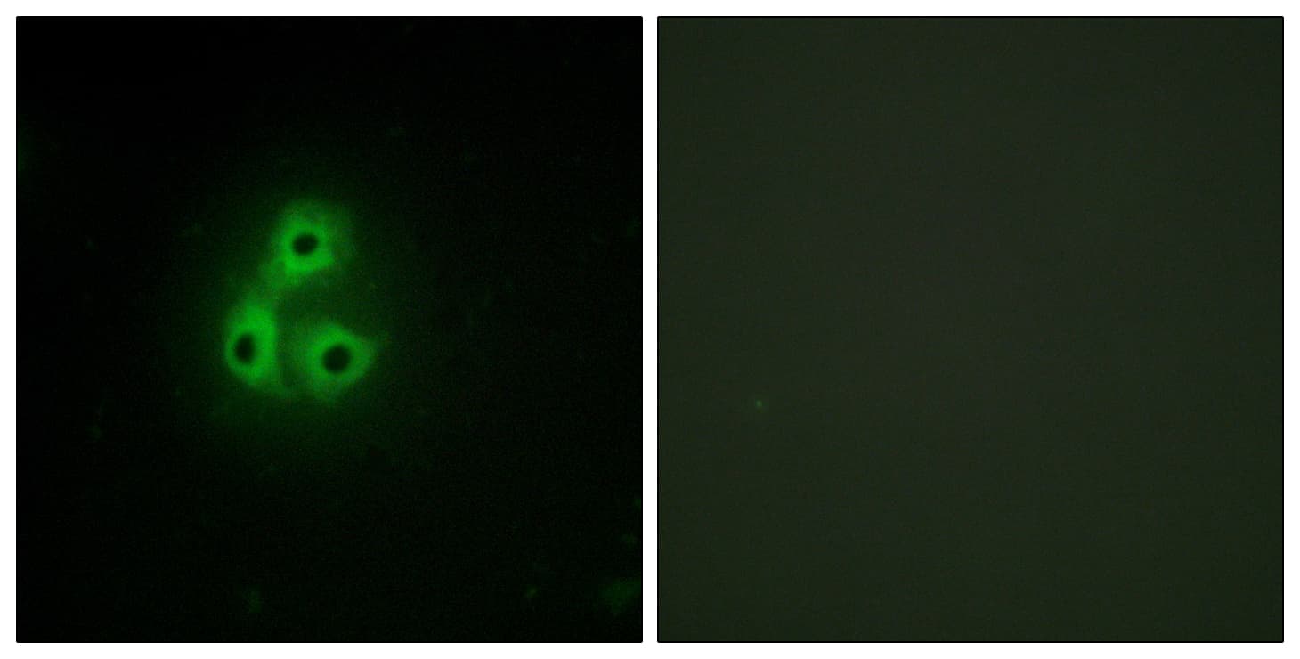 c-Src Kinase / CSK Antibody (aa31-80)
