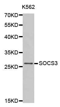 SOCS3 Antibody