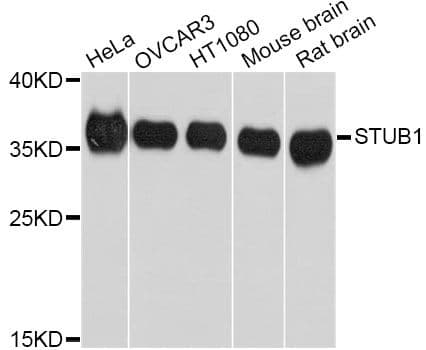 STUB1 / CHIP Antibody