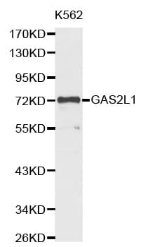 Polyclonal Rabbit anti-Human GAS2L1 Antibody (IHC, WB)