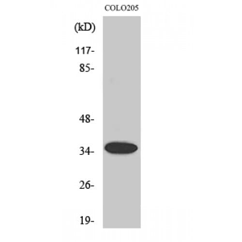 OR1A1 Antibody (230-310 aa, C-terminal)