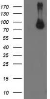 STAT5A Antibody (clone OTI3F9)