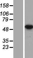 DDX47 Protein (Over-Expression Lysate Myc-DDK (Flag))