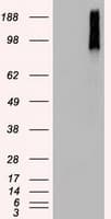 BRAF / B-Raf Antibody (clone OTI4B2)