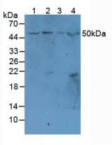 MAdCAM-1 Antibody (aa29-297)