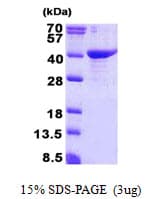 Human CED6 / GULP1 Protein (Recombinant His)