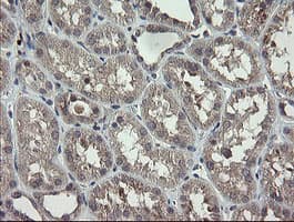 APP / Beta Amyloid Precursor Antibody (clone OTI4C9)