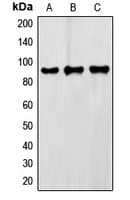 Polyclonal Rabbit anti-Human FXR2 Antibody (C-Terminus, IHC, IF, WB)