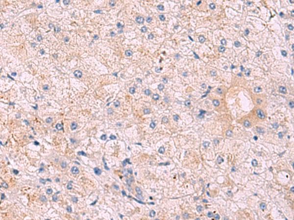KANSL1L Antibody