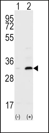 Polyclonal Rabbit anti-Human CD82 Antibody (aa239-267, IHC, WB)