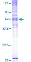 Human GPR183 / EBI2 Protein (Recombinant GST)