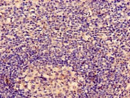 Polyclonal Rabbit anti-Human ACTB / Beta Actin Antibody (WB)