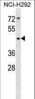 SIGLEC14 Antibody (aa60-89)