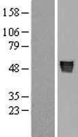 AGT / Angiotensinogen Protein (Over-Expression Lysate Myc-DDK (Flag))