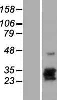 CGB8 Protein (Over-Expression Lysate Myc-DDK (Flag))