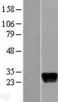 APOM / Apolipoprotein M (Over-Expression Lysate Myc-DDK (Flag))