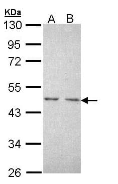 NR2C1 Antibody