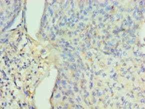 PPID / Cyclophilin D Antibody (aa161-370)