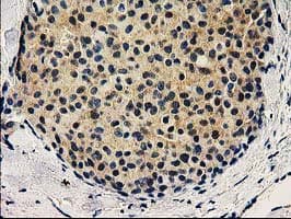 VSIG2 Antibody (clone OTI5A10, Carrier-free)