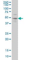 SOX3 Antibody (clone 1F2)