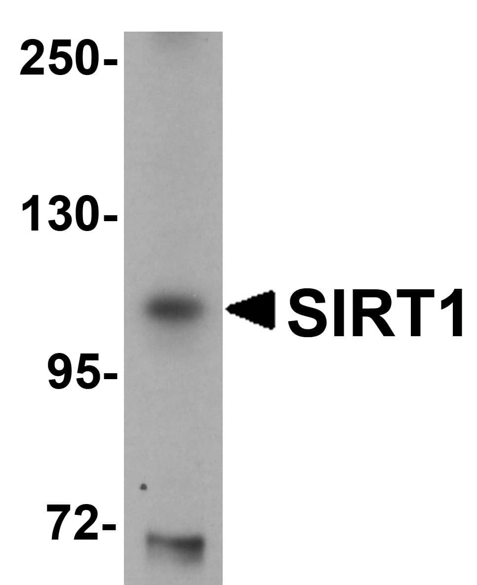 SIRT1 / Sirtuin 1 Antibody