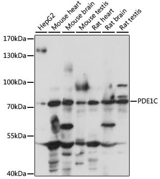 Polyclonal Rabbit anti-Human PDE1C Antibody (WB)