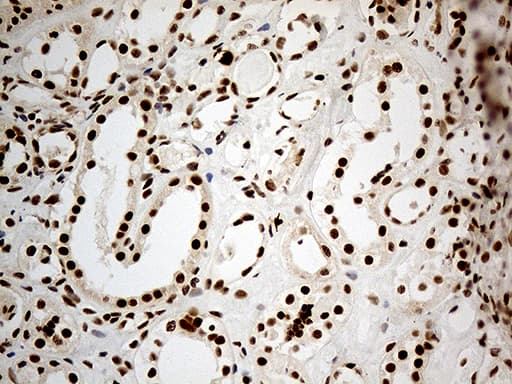 Monoclonal Mouse anti-Human DDX50 Antibody (clone OTI4F7, aa1-287, IHC, WB)