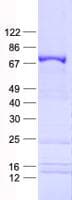 Human KIAA0020 / PEN Protein (Recombinant His, N-Terminal)