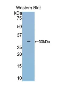 HPR Antibody (aa102-347)