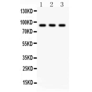 CTCF Antibody (aa521-727)