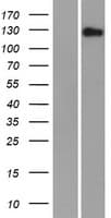 FAM83H Protein (Over-Expression Lysate Myc-DDK (Flag))