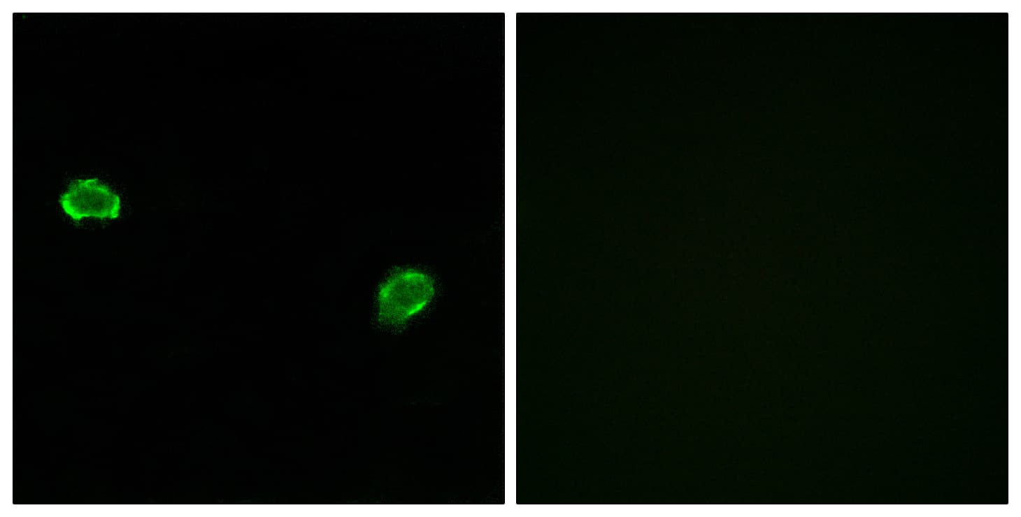 Polyclonal Rabbit anti-Human OR5M3 Antibody (aa53-102, IF, WB)