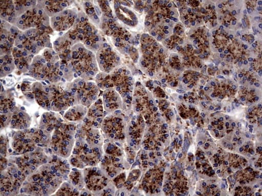 PDE1A Antibody (aa259-545, clone OTI7D5)