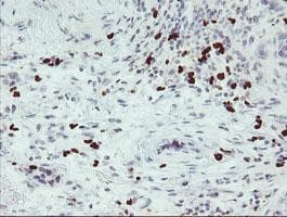 PADI4 / PAD4 Antibody (clone OTI6A2, Carrier-free)