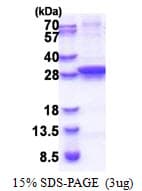 E. coli UNG / Uracil DNA Glycosylase Protein (Recombinant His)