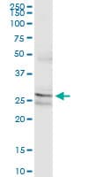 Monoclonal Mouse anti-Human PAFAH1B2 Antibody (clone 2F4-1C10, WB)