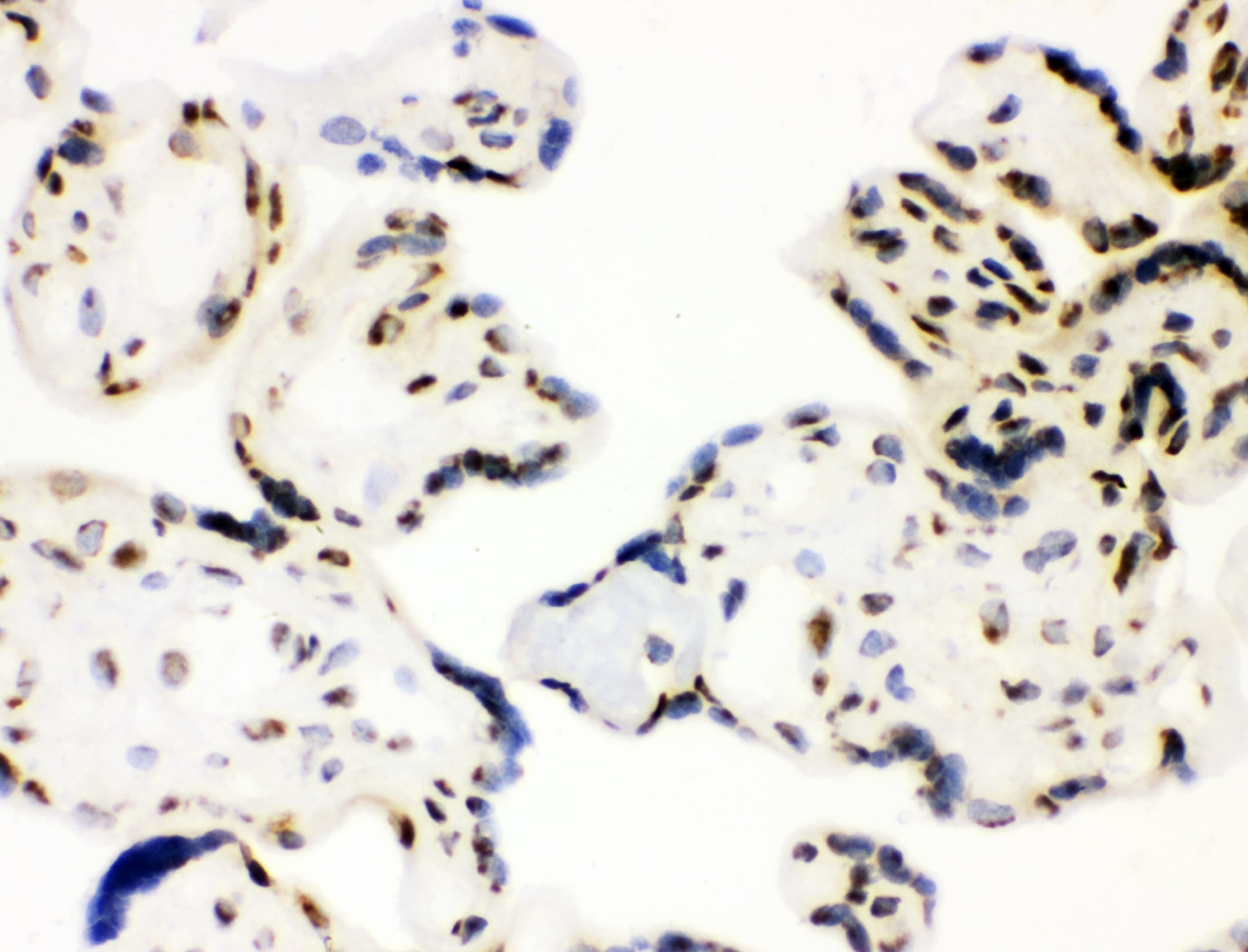 XRCC1 Antibody