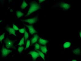 ILVBL Antibody (clone OTI4E4, Carrier-free)