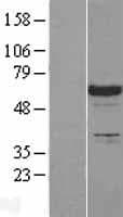 LCP2 / SLP-76 Protein (Over-Expression Lysate Myc-DDK (Flag))