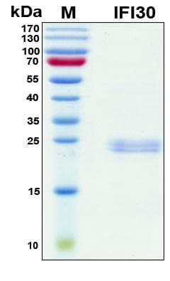 Human IFI30 / IP30 Protein (Recombinant His, N-Terminal)