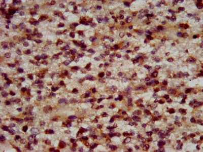 RFX2 Antibody