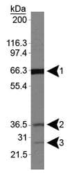 IHC-plus™ FLCN / Folliculin Antibody (N-Terminus)