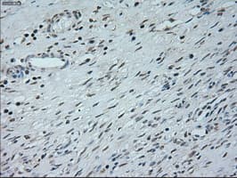 NEUROG1 / NGN1 / Neurogenin 1 Antibody (clone OTI9A8)