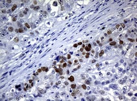 PCNA Antibody (clone OTI8C12)