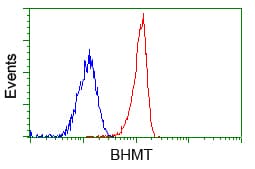 BHMT Antibody (clone OTI10B3)