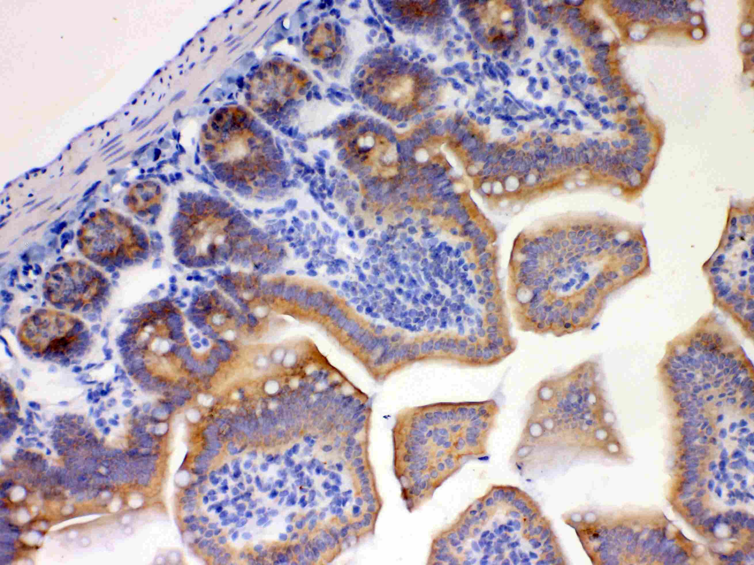 PA2G4 / EBP1 Antibody